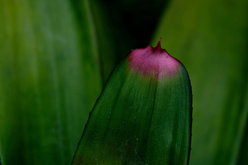 Green living tips