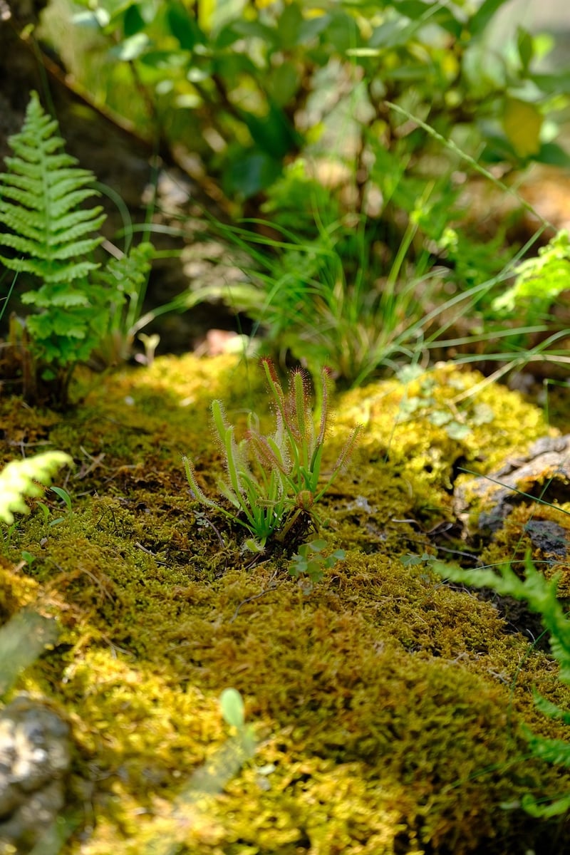 Terrarium Wonderland